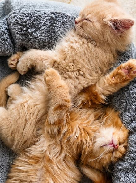 Two ginger kittens asleep