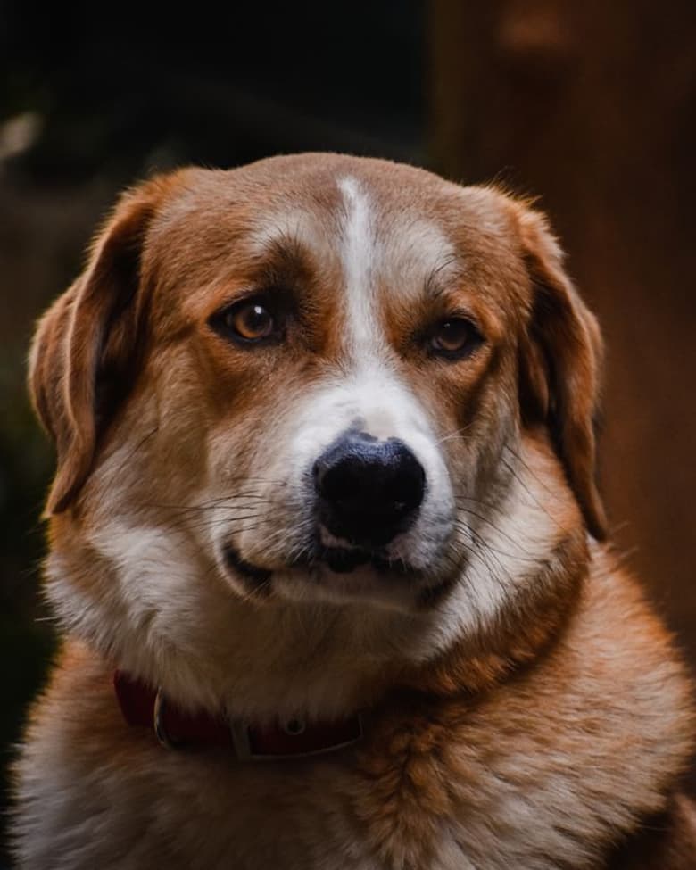 A brown dog looking into the camera