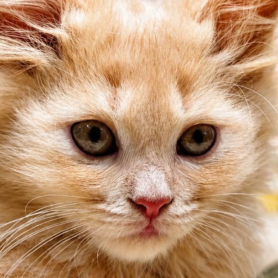 A cat's face close up