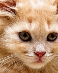 A ginger kitten