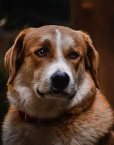 A brown dog