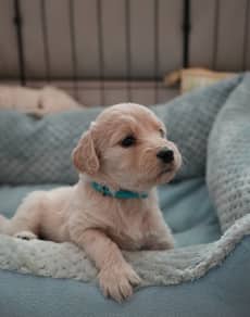 A golden puppy