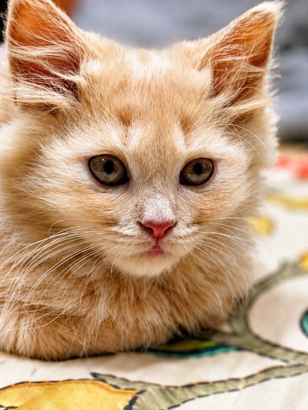 A ginger kitten looking at the camera