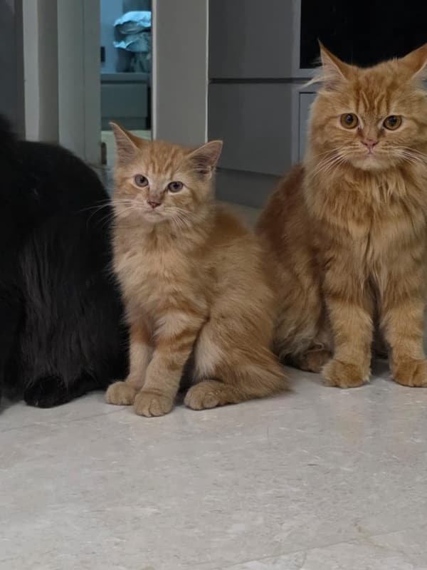 A ginger kitten beside a black Persian cat