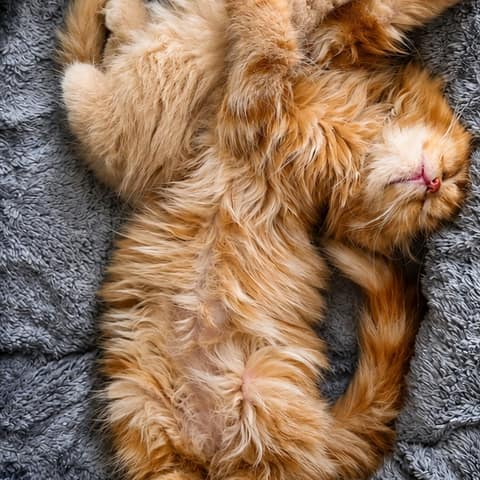 A cat's paws