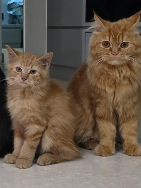 Three cats together